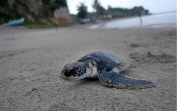 Sukamade Beach : le paradis secret des tortues indonésiennes