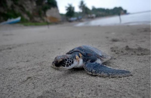 Sukamade Beach : le paradis secret des tortues d'Indonésie